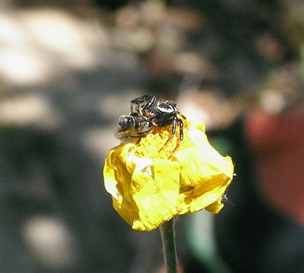 Synaema globosum